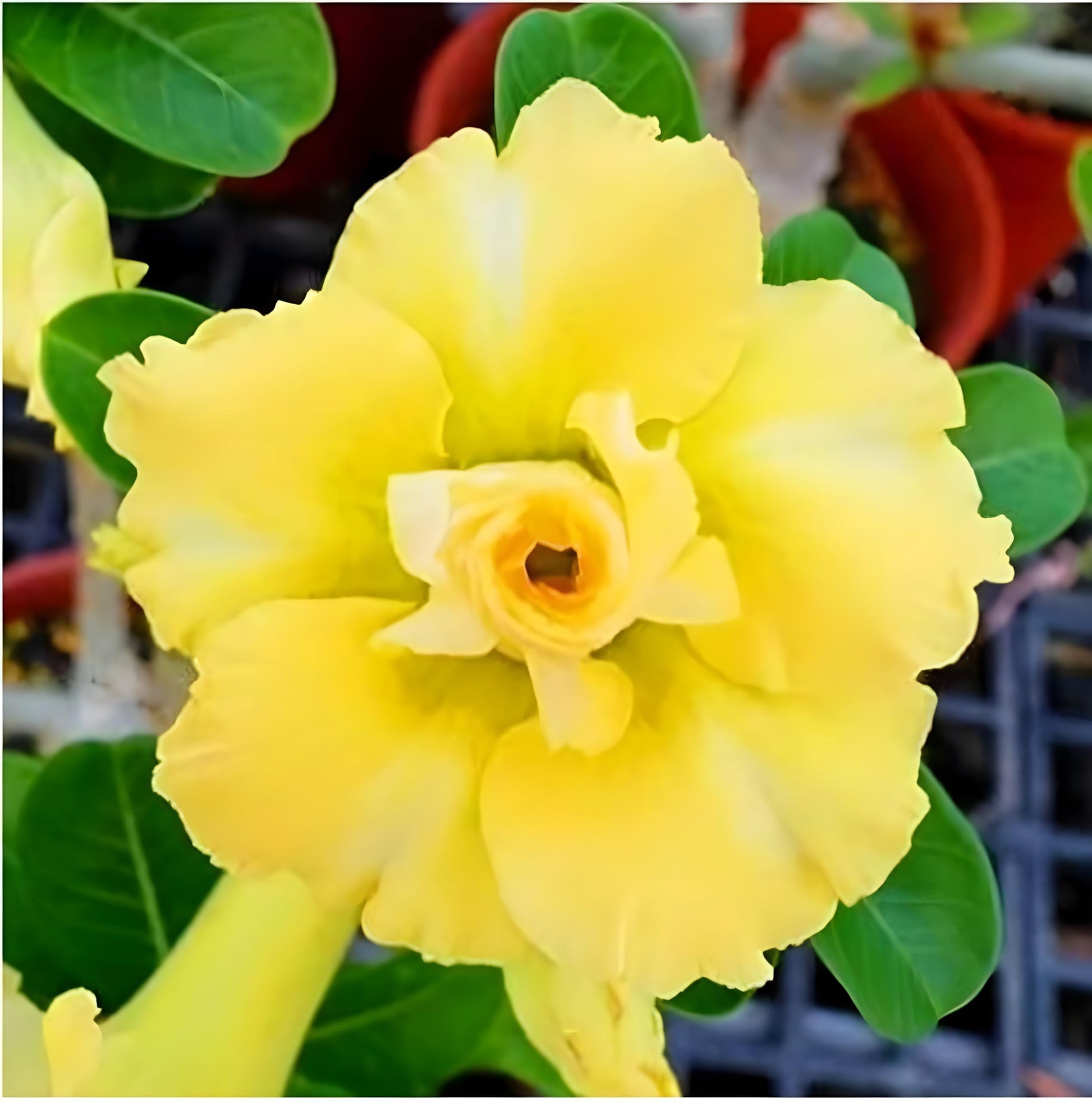 hell Gelb Succulent Blumensamen zur Aussaat ideal Rabatten Traditionssorte & ohne Gentechnik Samen Hausgarten