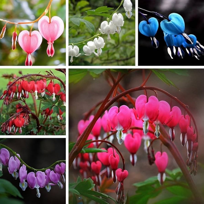 mehrfarbig Heart Blumensamen zur Aussaat Landhaus Garten wichtig Traditionssorte & ohne Gentechnik Samen Hausgarten
