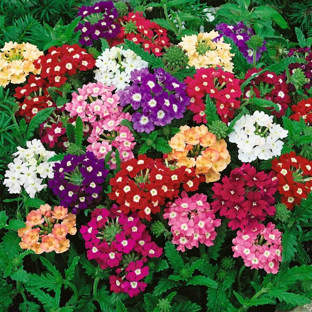 Gemischt Bergenia Blumensamen zur Aussaat – robust Sorte – Traditionssorte & ohne Gentechnik Samen Hausgarten