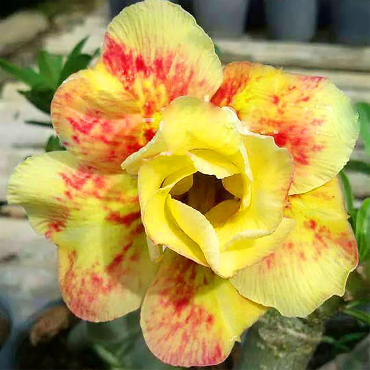 Obesum Blumensamen zur Aussaat duftend Blüten Traditionssorte & ohne Gentechnik Samen Hausgarten