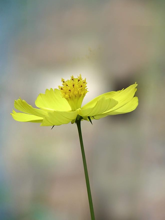 Cosmos Gelb Sunshine Samen zur Aussaat Blume Beet