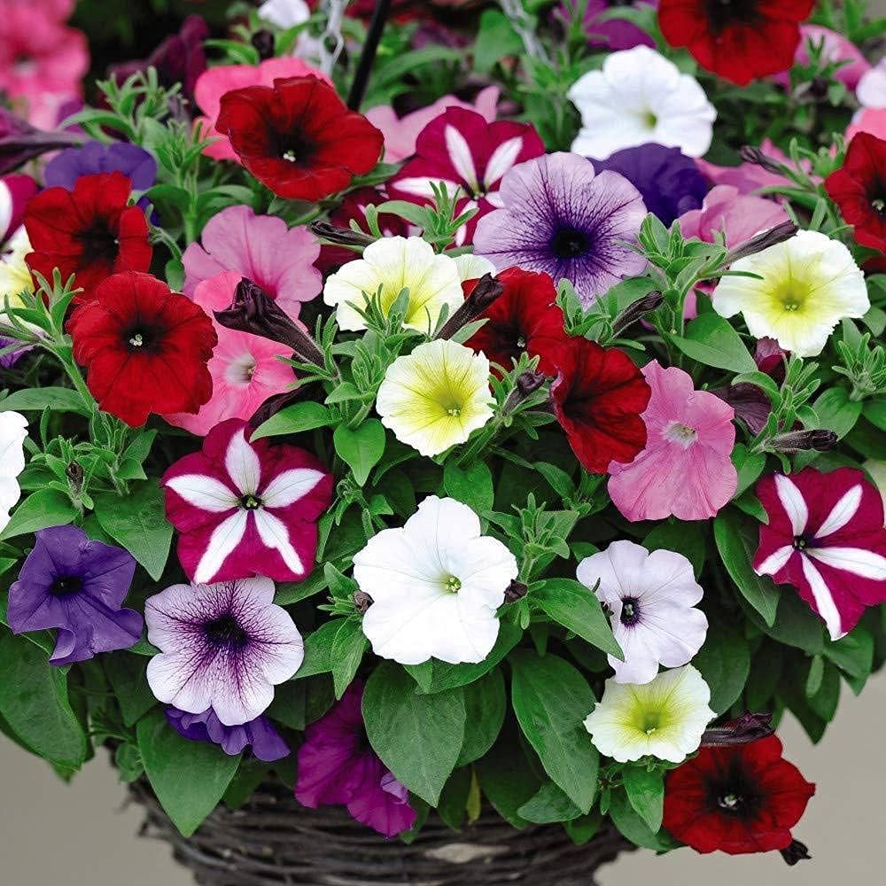 Pelleted Samen Logro Mischung Petunie groß Blumen
