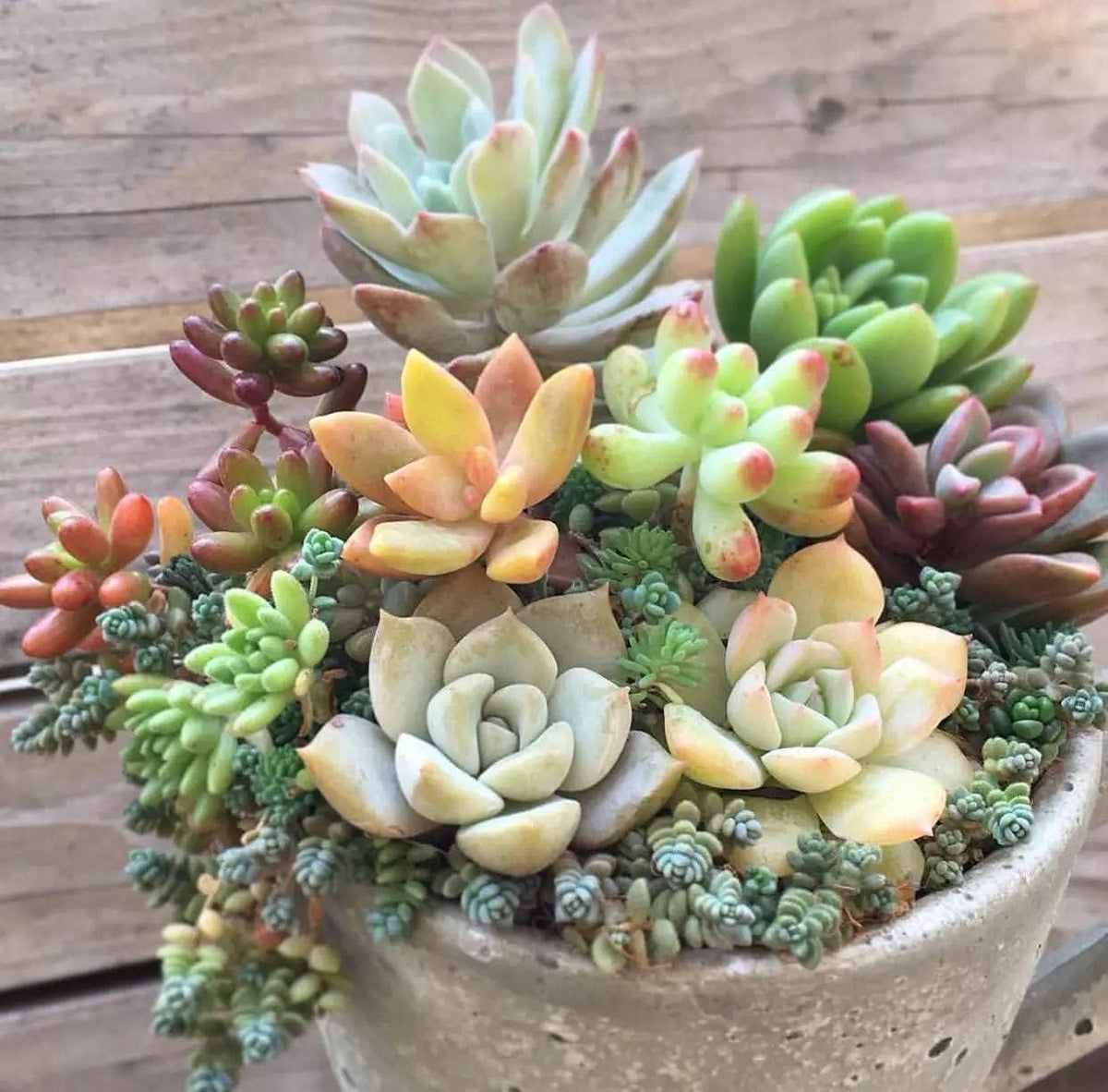 Gelb rot echeveria blume samen for anpflanzung - colorful display, heirloom & gmo free samen for home garten
 
 sale for anpflanzung in home garten.