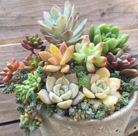 Echeveria blühend Blumensamen zur Aussaat – leuchtend – Traditionssorte & ohne Gentechnik Samen Hausgarten