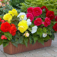 Gemischt Begonie Blumensamen zur Aussaat – lang Blüte Saison – Traditionssorte & ohne Gentechnik Samen Hausgarten