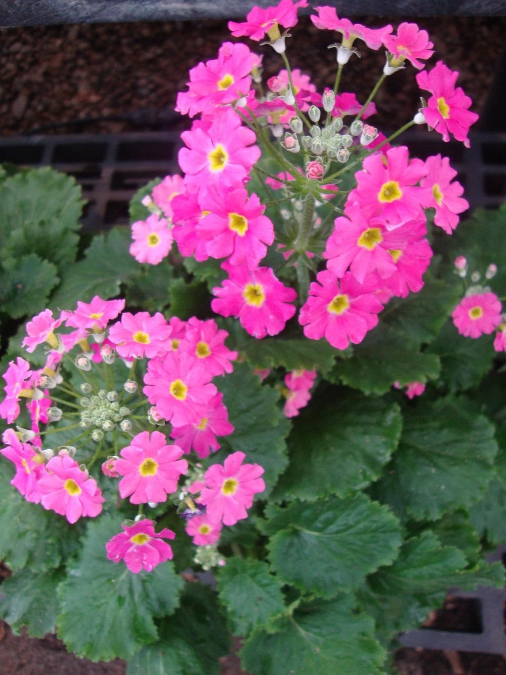 Heirloom (heirloom primula) samen for anpflanzung in home garten