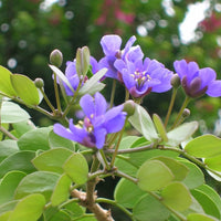 Lignum Vitae Guaiacum sanctum Blumensamen zur Aussaat tropisch Garten