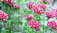 Sweet William Nelke barbatus Samen zur Aussaat Blume border Hausgarten