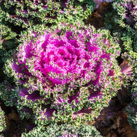Pink Kale Gemüse Samen zum Pflanzen