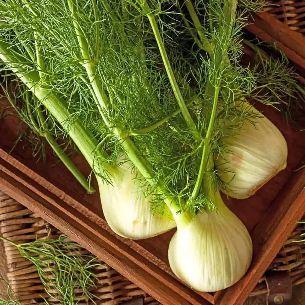 Florence Fennel Gemüsesamen für einfache Aussaat