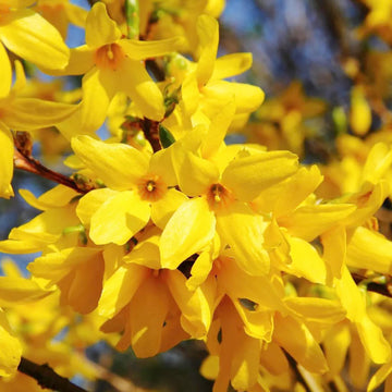 Forsythia forsythia suspensa samen for anpflanzung in landscape border