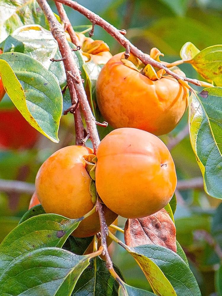 Zwerg Prämisse Frucht Samen für einfaches Anpflanzen