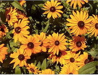 Gloriosa Daisy Samen leuchtend – ausdrucksstark Daisy Blüten