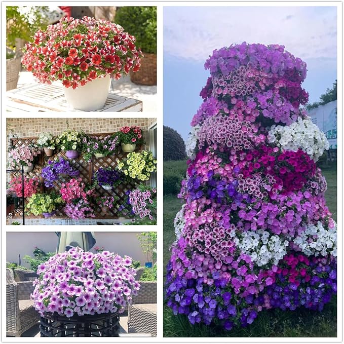 Petunie Petunie spp. Samen zur Aussaat Blume Beet & Garten