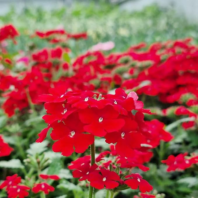 Eisenkraut Logro Scarlet Blumensamen Brilliant Rot Blüten