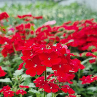 Eisenkraut Logro Scarlet Blumensamen Brilliant Rot Blüten