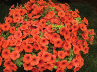 Petunia papa zuckerpelletierte petunia samen