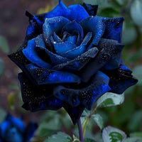 Holland Rainbow Rose Rosa spp Blumensamen zur Aussaat Blume Beet