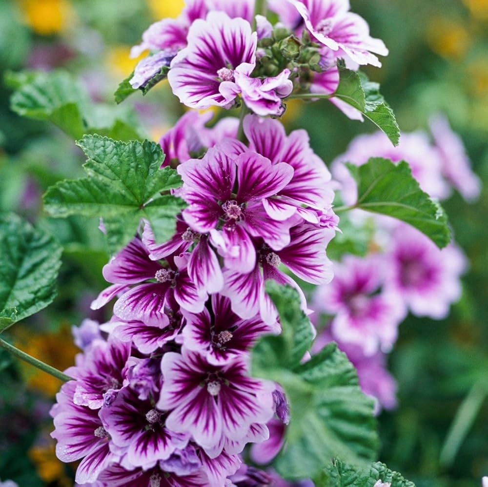 Malva Blumensamen zur Aussaat – saisonal Dauerblüher – Traditionssorte & ohne Gentechnik Samen Hausgarten