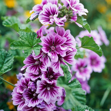 Malva Blumensamen zur Aussaat – saisonal Dauerblüher – Traditionssorte & ohne Gentechnik Samen Hausgarten