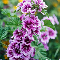 Malva Blumensamen zur Aussaat – saisonal Dauerblüher – Traditionssorte & ohne Gentechnik Samen Hausgarten