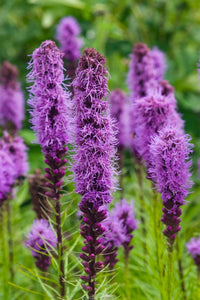 Lila Liatris Blumensamen zur Aussaat leuchtend Blüten Traditionssorte & ohne Gentechnik Samen Hausgarten