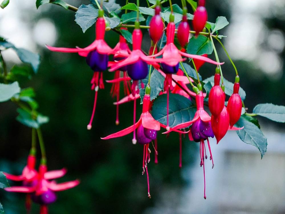 Rosa Violett Fuchsie Hybrida Blumensamen zur Aussaat Drought verträglich Traditionssorte & ohne Gentechnik Samen Hausgarten