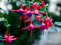 Rosa Violett Fuchsie Hybrida Blumensamen zur Aussaat Drought verträglich Traditionssorte & ohne Gentechnik Samen Hausgarten