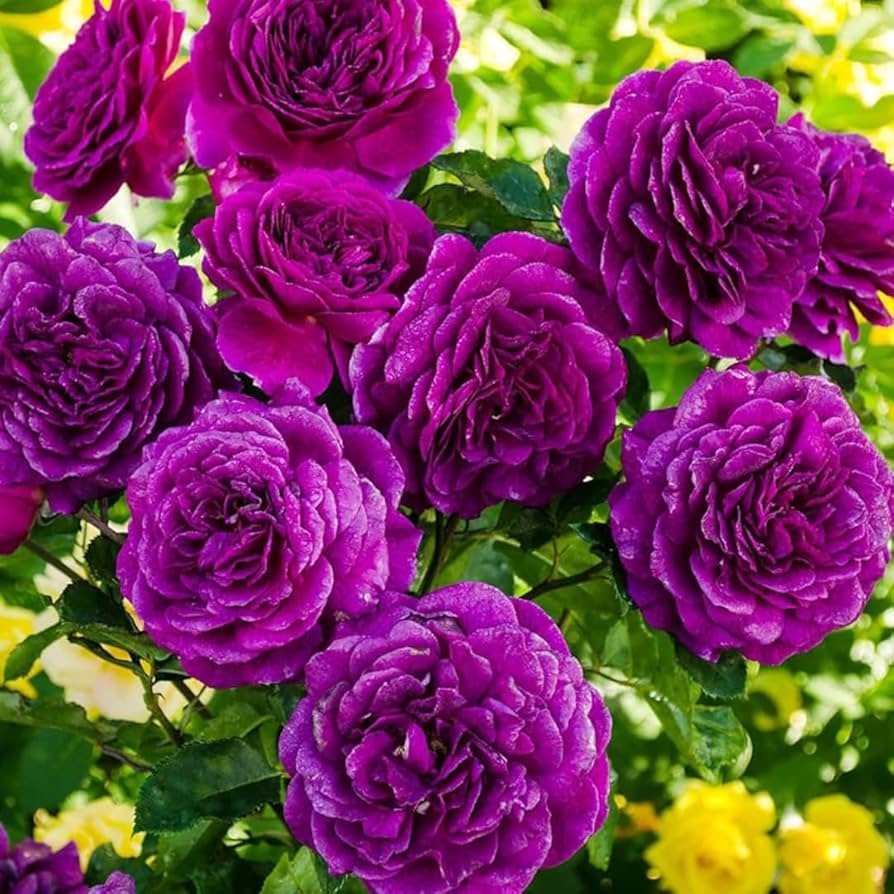 dunkel Violett Grün Rose Blumensamen zur Aussaat Garten beliebt Traditionssorte & ohne Gentechnik Samen Hausgarten