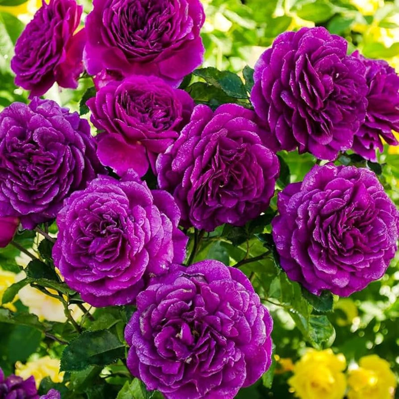 dunkel Violett Grün Rose Blumensamen zur Aussaat Garten beliebt Traditionssorte & ohne Gentechnik Samen Hausgarten