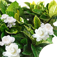 Cape Jasmine Gardenia jasminoides Blumensamen zur Aussaat Blume Beet