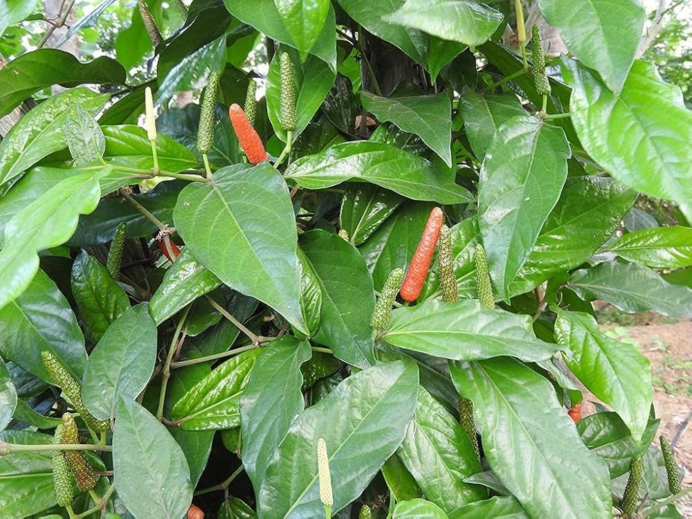Longum Pepper Gemüsesamen für einfache Aussaat