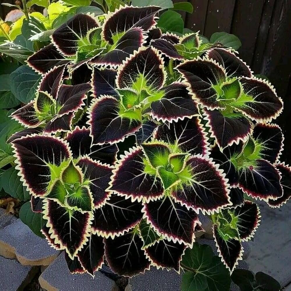 Grün & Schwarz Buntnessel Blumensamen zur Aussaat Landhaus Garten wichtig Traditionssorte & ohne Gentechnik Samen Hausgarten