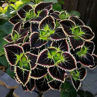 Grün & Schwarz Buntnessel Blumensamen zur Aussaat Landhaus Garten wichtig Traditionssorte & ohne Gentechnik Samen Hausgarten