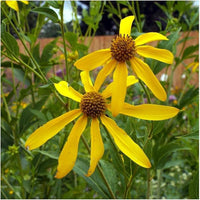 Wild golden glow rudbeckia laciniata samen for native wildflower garten