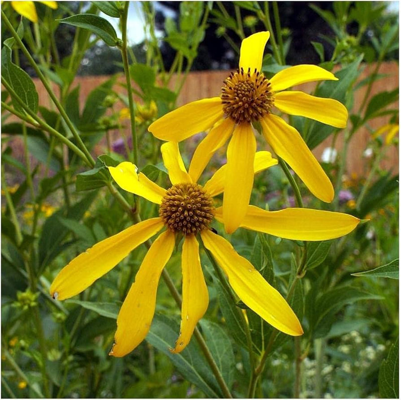Wild golden glow rudbeckia laciniata samen for native wildflower garten