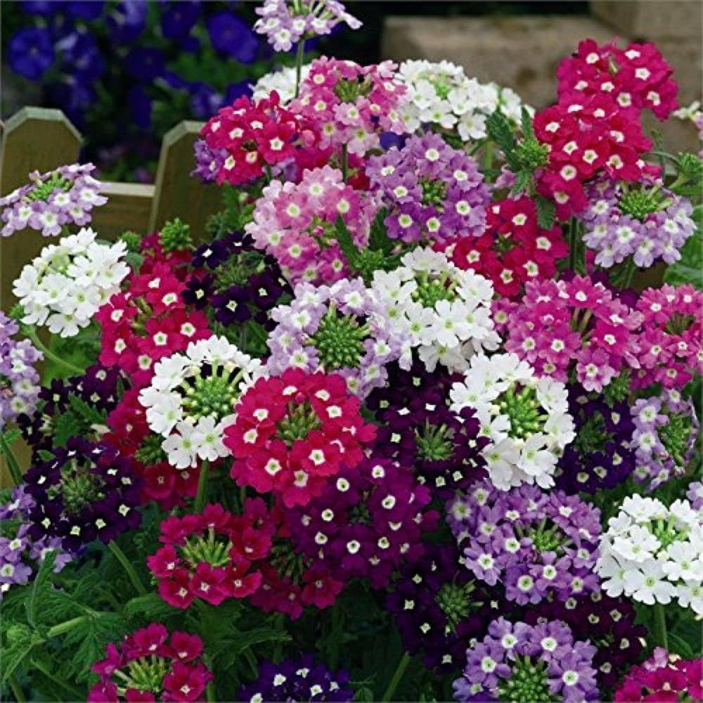 Verbena chokecherry anpflanzung samen: vibrant flowering blooms for a colorful garten display samen