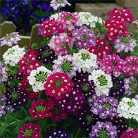 Verbena chokecherry anpflanzung samen: vibrant flowering blooms for a colorful garten display samen