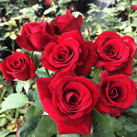 Bonsai Polyantha Rose Samen – biologisch blühend Blumensamen – Garten Pflanze