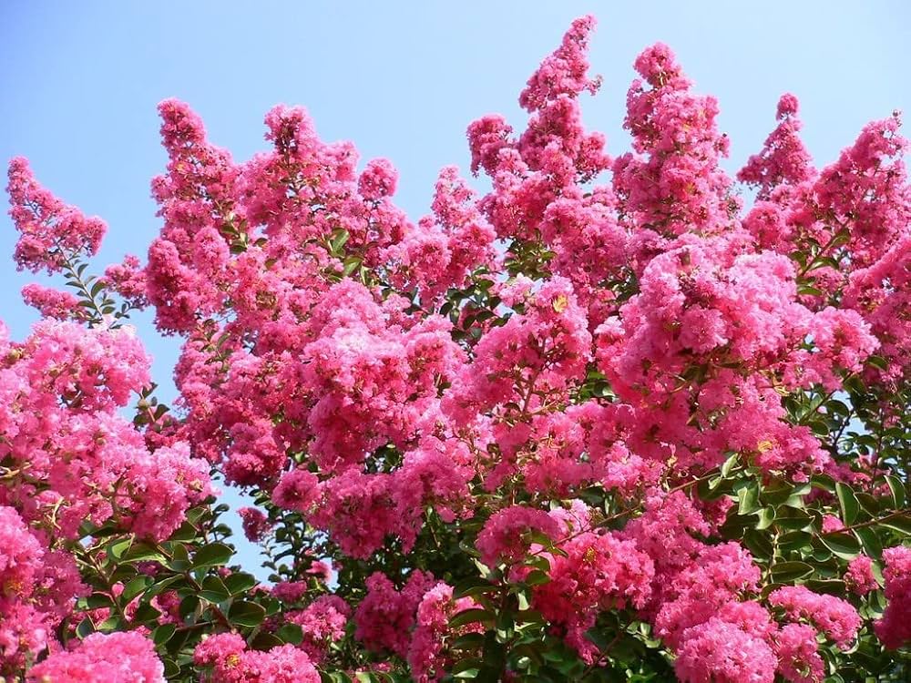 Rosa Crape Myrtle Blumensamen zur Aussaat kompakt Wuchs Traditionssorte & ohne Gentechnik Samen Hausgarten