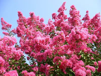 Rosa Crape Myrtle Blumensamen zur Aussaat kompakt Wuchs Traditionssorte & ohne Gentechnik Samen Hausgarten