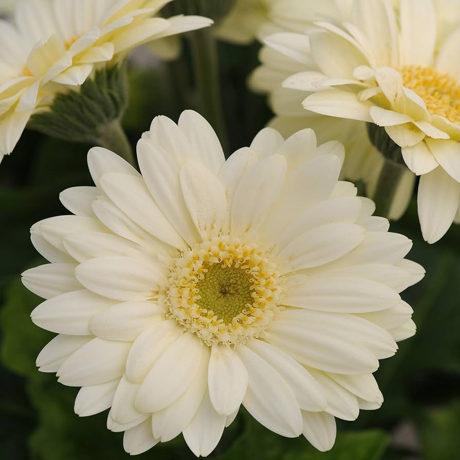Weiß Gerbera Vanilla Blumensamen zur Aussaat – Garten beliebt – Traditionssorte & ohne Gentechnik Samen Hausgarten