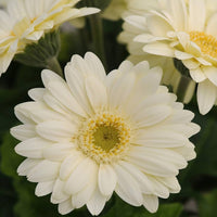 Weiß Gerbera Vanilla Blumensamen zur Aussaat – Garten beliebt – Traditionssorte & ohne Gentechnik Samen Hausgarten