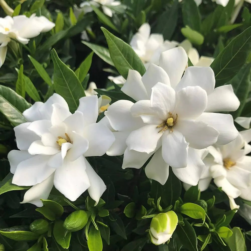 Weiß Jasminoides Blumensamen zur Aussaat – Garten beliebt – Traditionssorte & ohne Gentechnik Samen Hausgarten