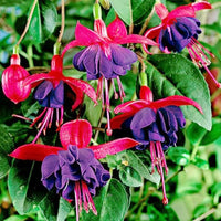 Fuchsia samen for rosa blumen in bonsai hanging gardens