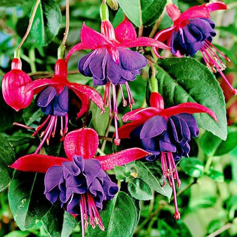 Fuchsia samen for rosa blumen in bonsai hanging gardens