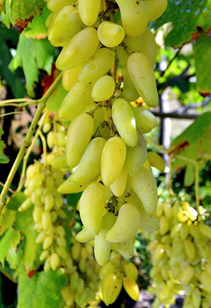 Grüner Traubenbaum Samen für einfaches Anpflanzen