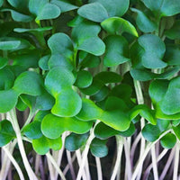 Kohl Microgreens Samen fuer Hausanzucht