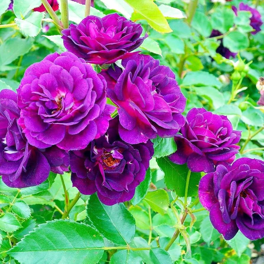hell Lila kletternd Rose Blumensamen zur Aussaat – hochwertige Qualitäts- – Traditionssorte & ohne Gentechnik Samen Hausgarten