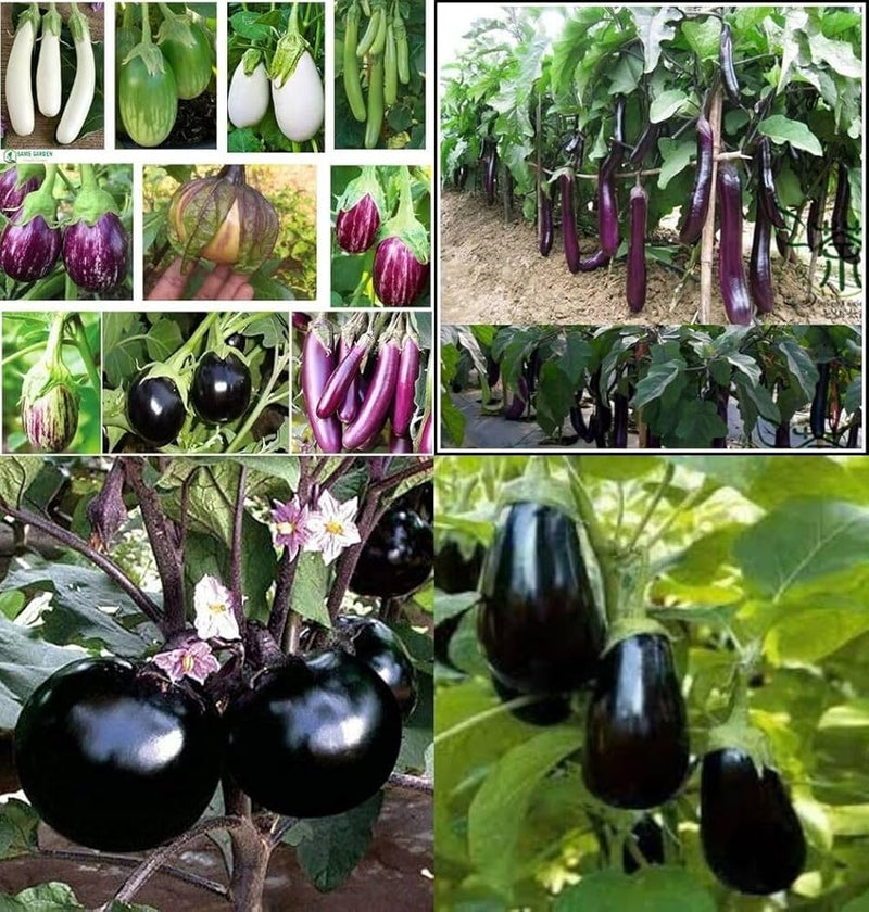 Semi di melanzane miste per orti vivaci